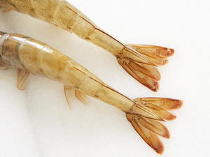 Shrimp Teriyaki