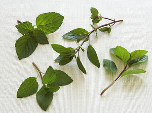  Pasta with Almost Every Herb in the Garden