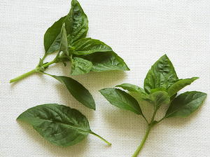  Thai Basil and Lime Kamikaze