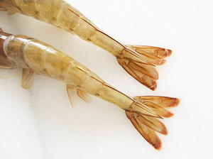 Batter-Fried Shrimp and Calamari  