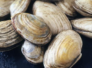 Roasted Clams with Bacon