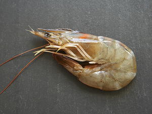 Brown Rice Creole Shrimp