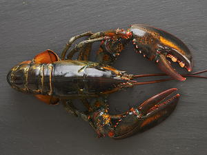 Maine Lobster Potpie