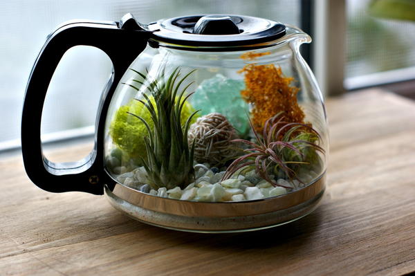 Coffee Pot Homemade Terrarium