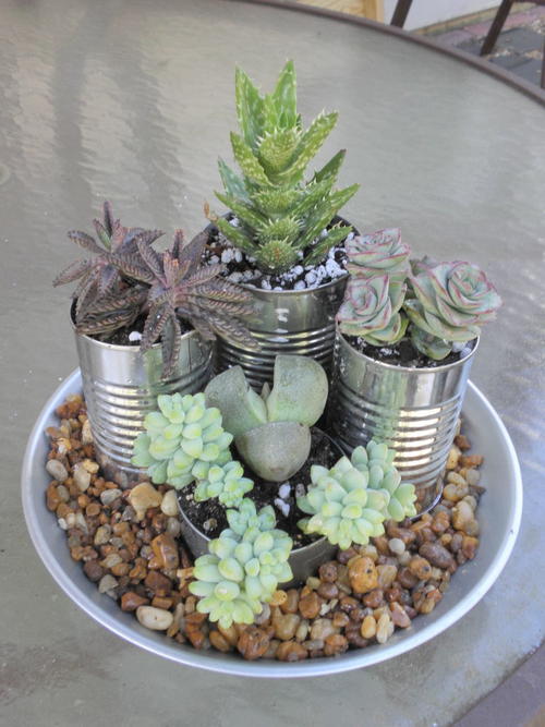 Super Easy Succulent Garden