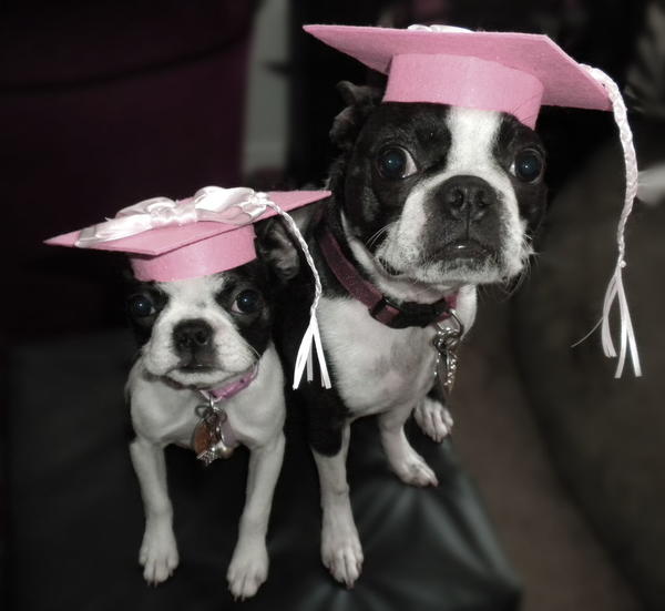 Pet Graduation Caps