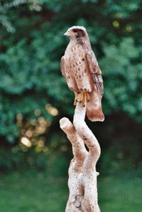 1/3 Scale Red-Tailed Hawk