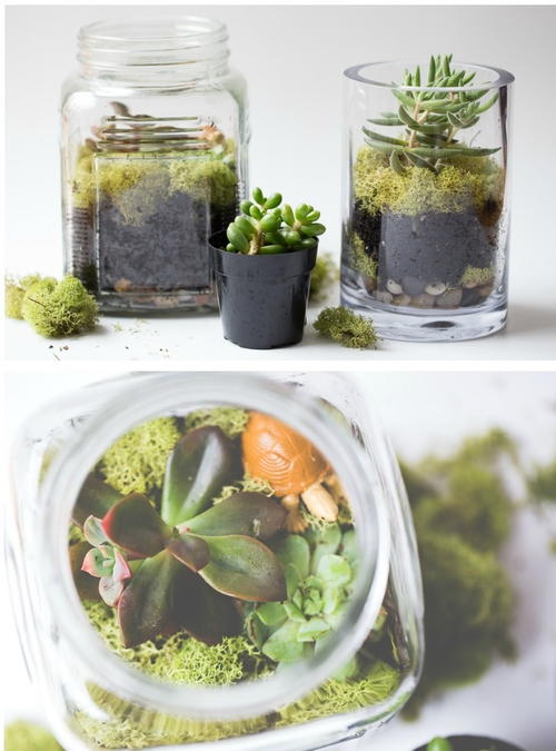 Too Easy Succulent Terrariums