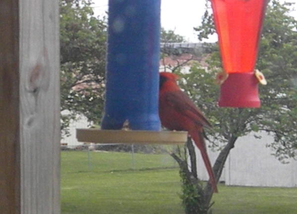 Recycled DIY Bird Feeder