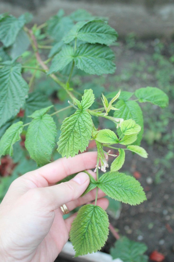 Caring For Raspberry Canes How to Care for Raspberry Bushes | DIYIdeaCenter.com