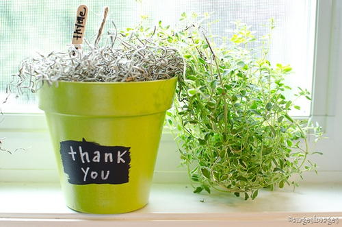 DIY Herb Plant Thank You Gifts