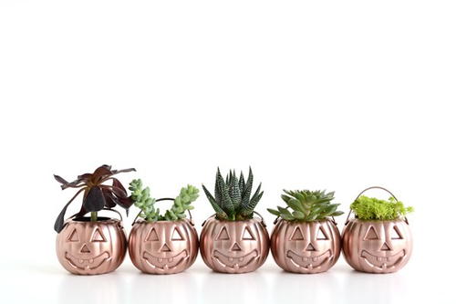 Pumpkin Planter Halloween Ideas