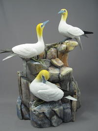 Northern Gannets, Part Two