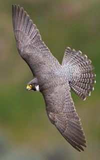 Fall and Rise of the Peregrine Falcon