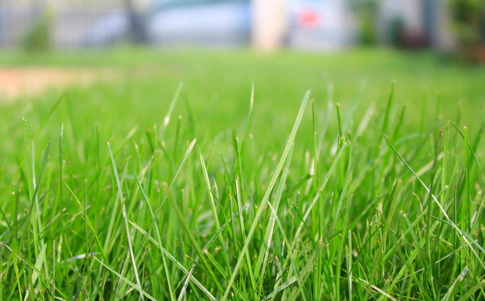 How to Prepare Soil for Growing Grass Seed | DIYIdeaCenter.com
