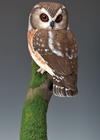Saw-whet Owl, Part Two