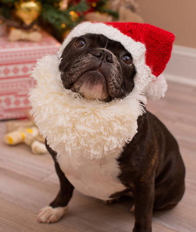 Santa Doggie Hat and Beard