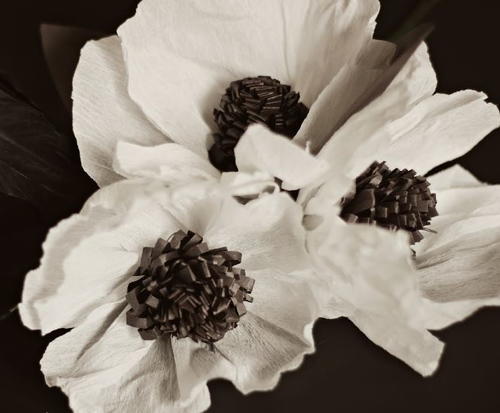 Perfectly Pale Crepe Paper Anemones