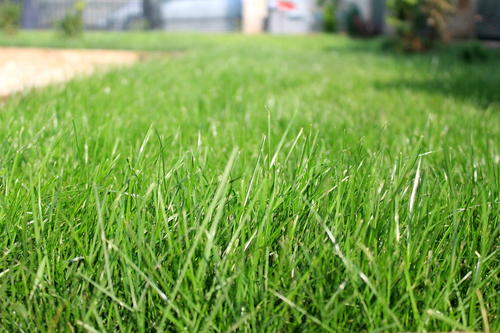 How to Plant a Lawn from Seeds