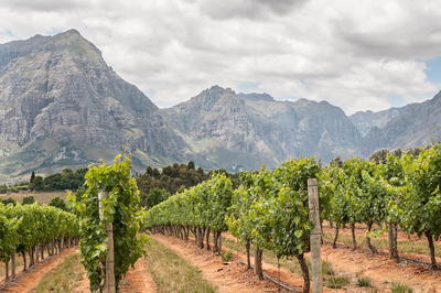 Vineyards in Stellenbosch South Africa