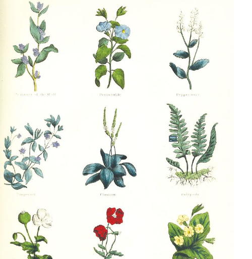 Vintage Herbs Printable Scrapbook Paper