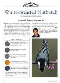 White-breasted Nuthatch