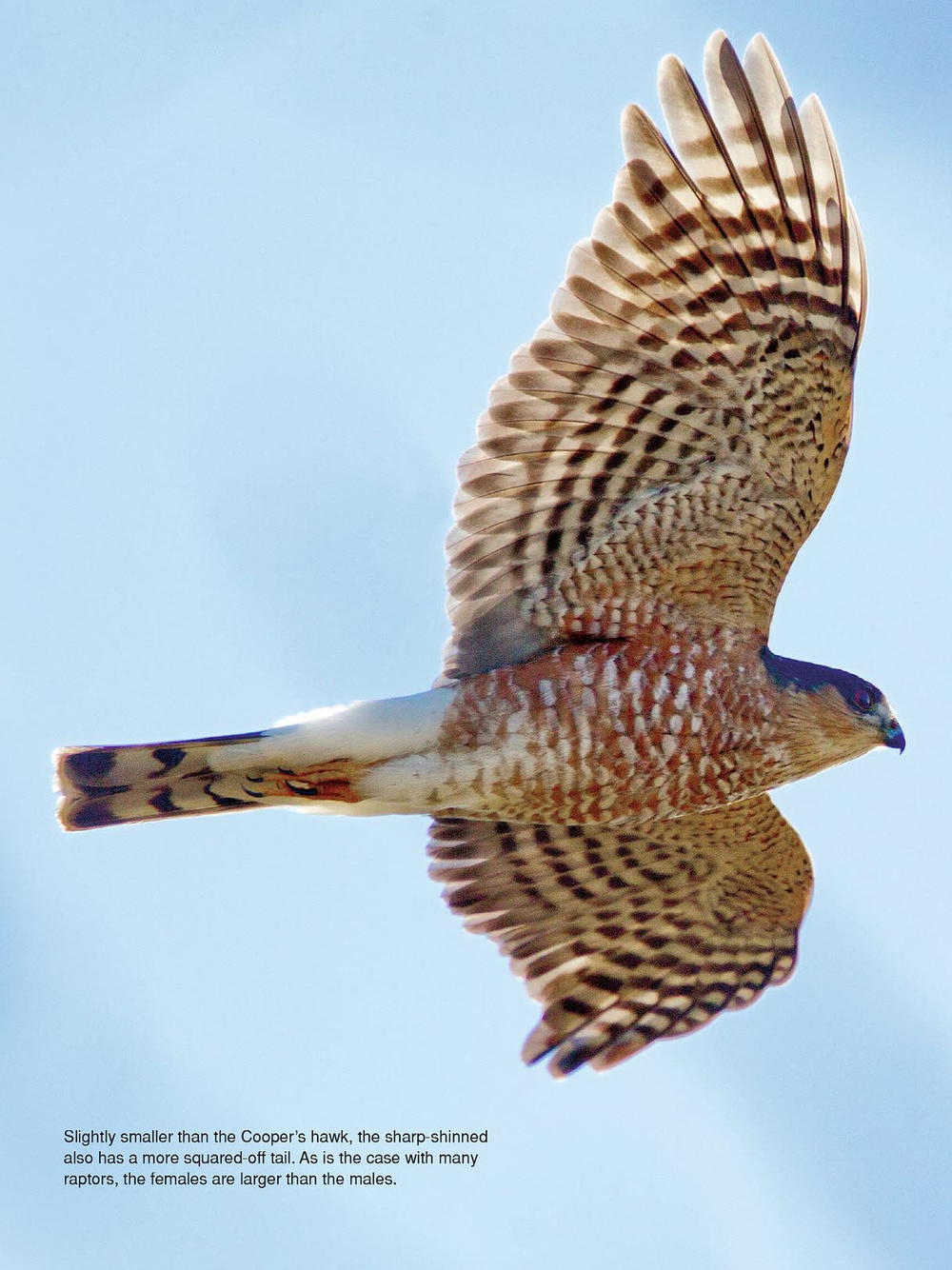 A Pair of Hawks | wildfowl-carving.com