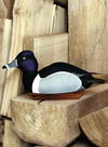 A Competition Gunning Ring-necked Duck