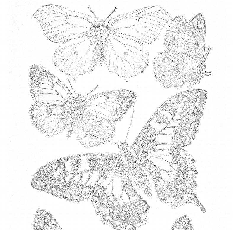 Delicate Butterfly Adult Coloring Pages | AllFreePaperCrafts.com