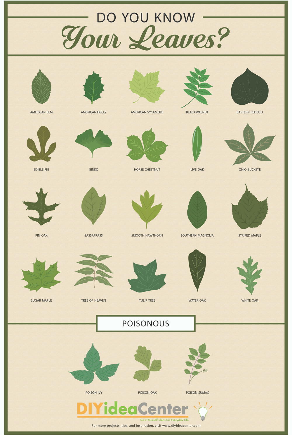 leaf guide with pictures