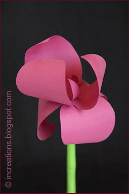 Pink Paper Iris