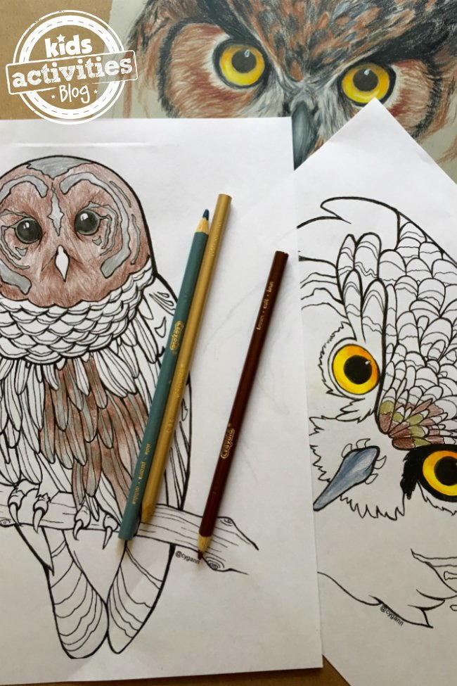 Realistic Owl Coloring Pages | FaveCrafts.com