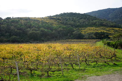 Discover Spains Emporda Wine Region