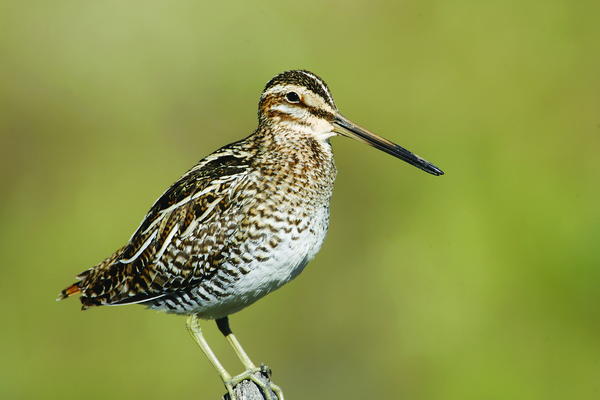 Common Snipe | wildfowl-carving.com