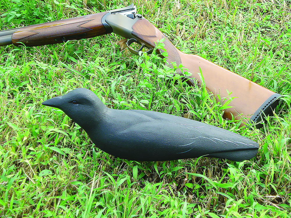 Crow Rig Decoying Crows