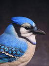 East Meets West, Part Two: The Eastern Blue Jay