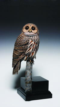 The Barred Owl