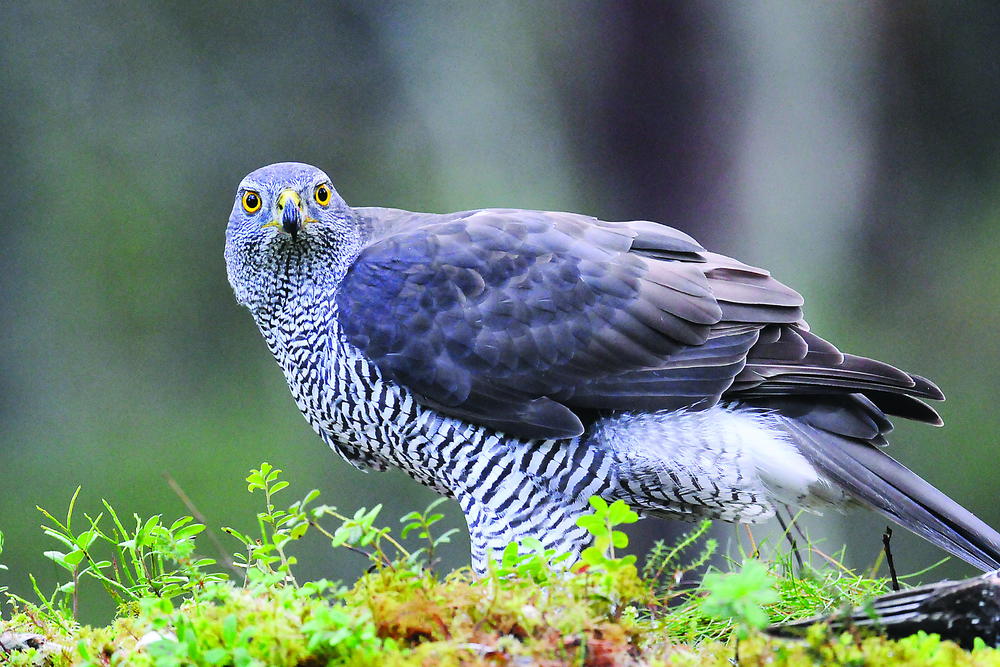 Goshawk Pattern Northern Goshawk