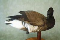 Pacific Brant, Part Two: Painting