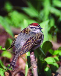 Chipping Sparrow