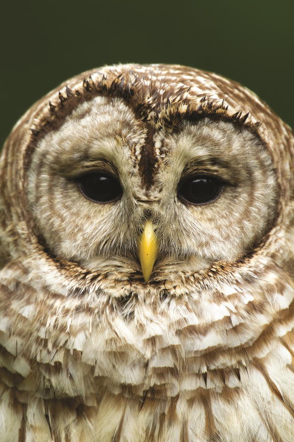 An Owl Trio | wildfowl-carving.com