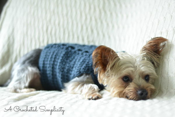 Cabled Dog Sweater