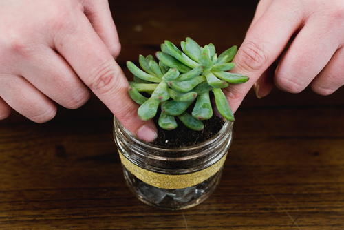How to Plant Succulents in Glass Jars