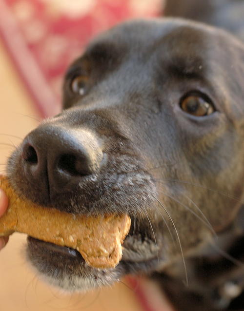 Cookys Cookies DIY Dog Biscuits