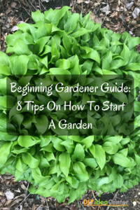 Beginning Gardener Guide: 8 Tips On How To Start A Garden