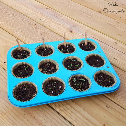 Upcycled Summer Seed Germination