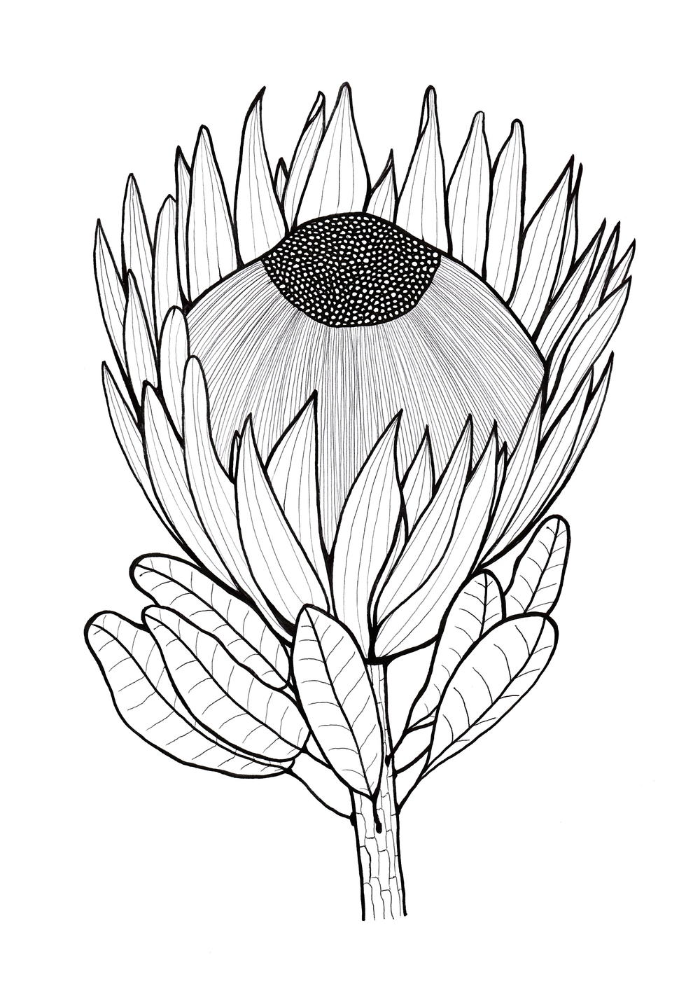 Glorious Protea Flowers to Color