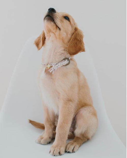 Cute Braided DIY Dog Collar