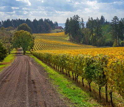 Oregon Vineyard