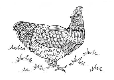 Colorful Chicken Adult Coloring Page